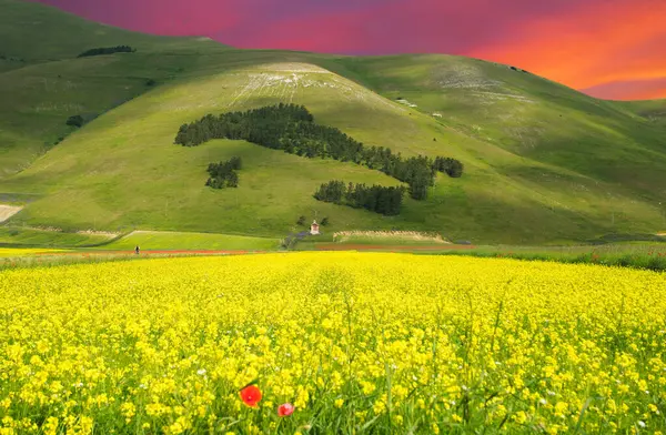 Umbria, İtalya 'da mercimek çiçekleri üzerinde romantik gün batımı