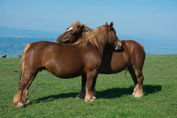 意大利翁布里亚Subasio山公园两只野马的肖像 — 图库照片
