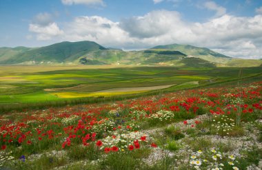 Panoramic view of Castelluccio di Norcia mountain village during the famous flowering in Umbria, Italy clipart