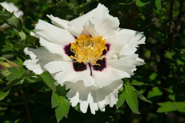 Büyük beyaz Peony ya da Paeony rockii çiçeğinin başını kapat. Beyaz narin çiçek açar