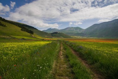 Castelluccio di Norcia 'nın harika çiçekleri yaz mevsiminde, Umbria Bölgesi, İtalya