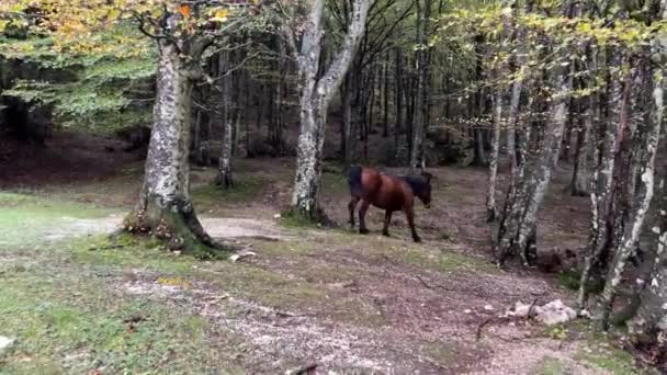 Άγρια Άλογο Στο Δάσος Του Φθινοπώρου Στο Πάρκο Του Monte — Αρχείο Βίντεο