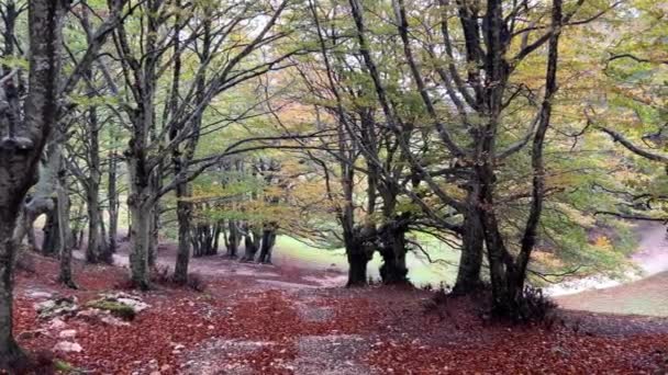Вид Тропы Осеннем Буковом Лесу Регионе Умбрия Италия — стоковое видео