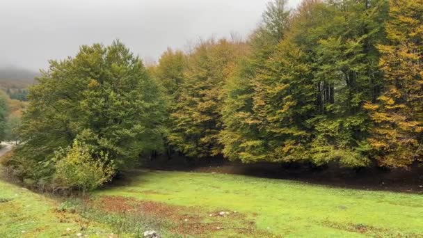 Podzimní Barvy Bukovém Lese Umbria Apennine Itálie — Stock video