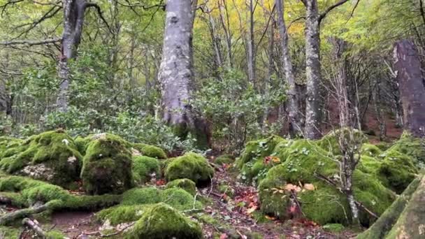 Pohled Větrný Les Podzimní Sezóně Umbrie Region Itálie — Stock video