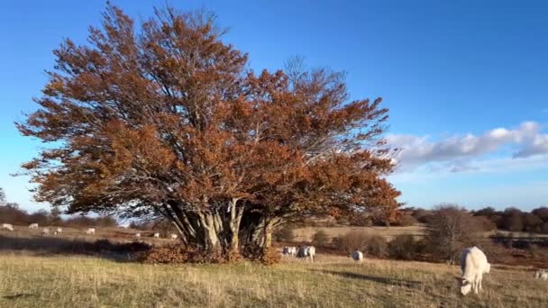 イタリアの秋の山の風景で牛を狂わせる — ストック動画