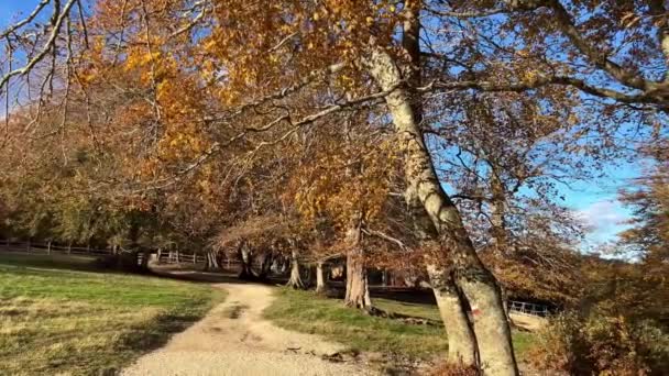 イタリアのマルシュ地方の秋の森の道の景色 — ストック動画