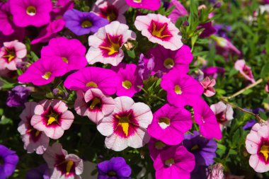 Bahçedeki renkli ve taze çiçeklerin Macro 'su