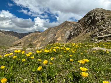 İtalya 'nın Lazio kentindeki Monti della Laga ulusal parkındaki kır çiçeklerinin manzarası