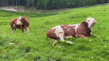 İtalya 'nın Alto Adige kentindeki çayırlarda dinlenen ineklerin portresi