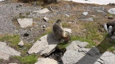 İtalyan Alplerindeki şirin dağ sıçanı portresi, Valle Aurina, Avrupa