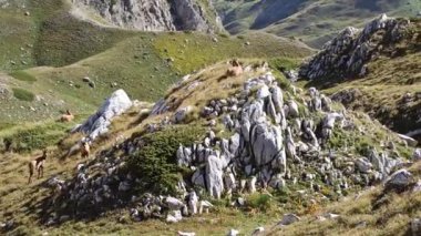 İtalya 'nın Abruzzo bölgesindeki doğal habitatta bir grup papağan.