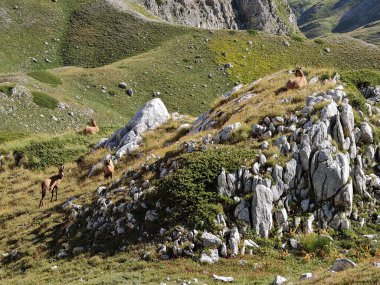 Chamois in their natural habitat in the italian mountain clipart