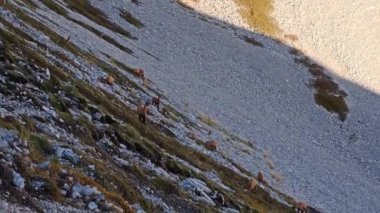 İtalya 'nın orta dağlarında, Abruzzo bölgesinde doğal ortamlarda yaşayan bir grup papağan.