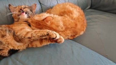 İki sevimli kedi birbirine sarılıyor.