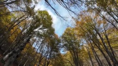 Güneşli bir günde, rengarenk sonbahar ağaçları. Mavi gökyüzü geniş açılardan görünüyor.