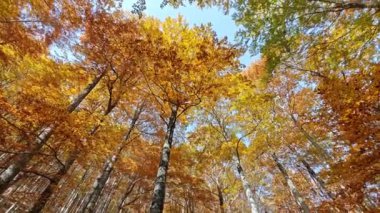 Sonbahar Ormanı, Ağaçlar Sarı Yapraklar ve Mavi Gökyüzü. Doğa, Sonbahar Manzarası. Yukarı bak, Düşen Yaprak Ekim 'de