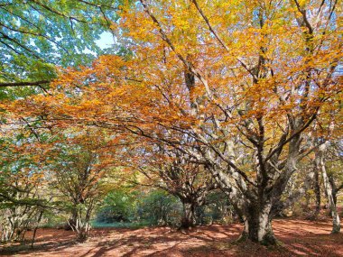 Secular beech lit by the sun's rays in full autumn foliage, ancient tree in the autumn period in full foliage clipart