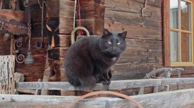 Dağ kulübesinde kara kedi portresi