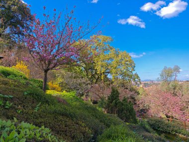 Trastevere 'deki Botanik Bahçesi manzarası. Burada, Hanami denilen Japon bahçesi var.