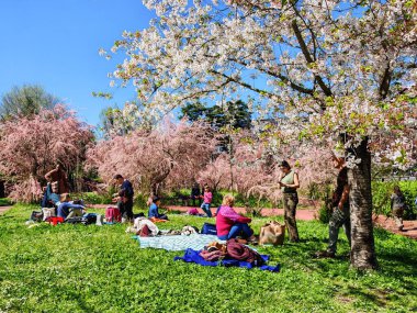 ROMA, İtalya - 30 Mart 2025: Lazio bölgesindeki Roma şehrinin EUR suni gölünün parkında, Hanami adı verilen Japon kiraz ağaçlarının bahar çiçeklenişini görmek