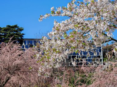 Roma mahallesinde bahar mevsimi. Uzun cam önlü bir binanın önünde narin bir kiraz ağacı. Hanami zamanı Roma 'da.