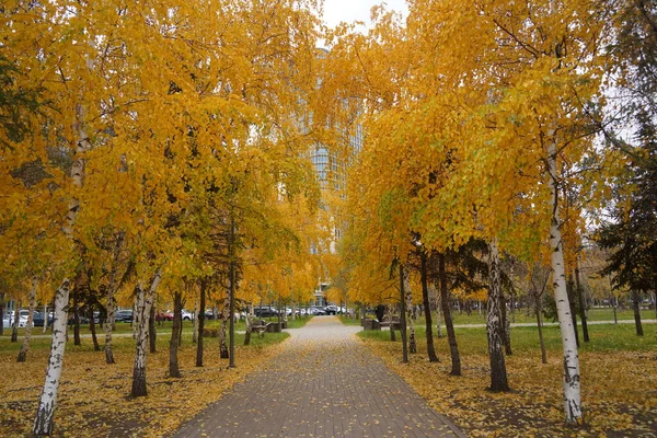 Folhagem Amarelada Árvores Parque Cidade Período Outono — Fotografia de Stock