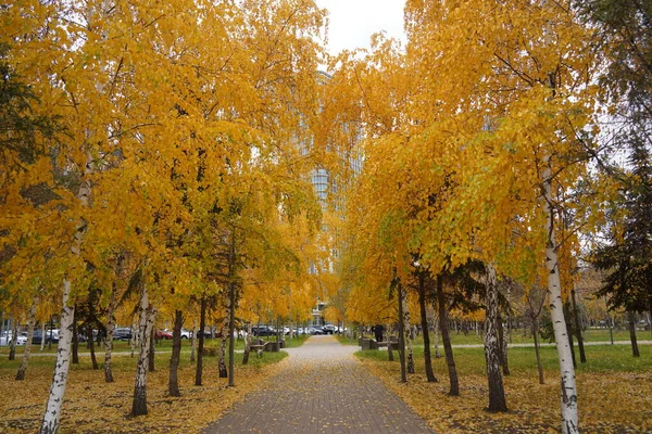 Sonbahar Döneminde Şehir Parkındaki Ağaçların Üzerindeki Sarı Yapraklar — Stok fotoğraf