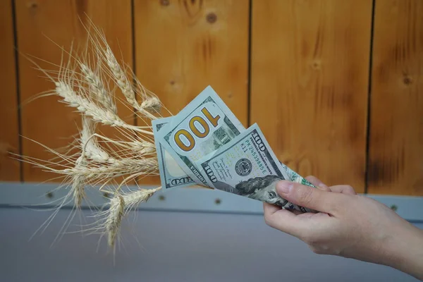 Almaty Kasachstan 2022 Halme Aus Geerntetem Weizen Und Mehrere Dollarscheine — Stockfoto