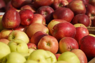 A huge number of fresh apples of different varieties on a big sale