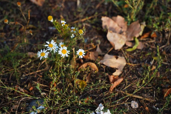 Several stems of daisies grow in mountainous areas.
