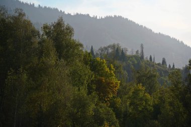 Different trees, firs and shrubs in the mountainous area.
