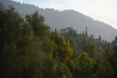Different trees, firs and shrubs in the mountainous area.