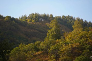 Different trees, firs and shrubs in the mountainous area.