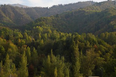 Different trees, firs and shrubs in the mountainous area.