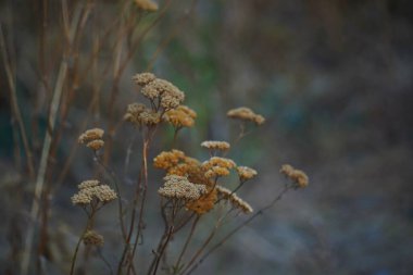 Different grass and shrubs growing in mountainous areas