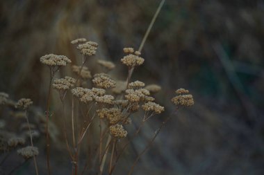 Different grass and shrubs growing in mountainous areas