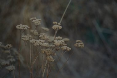 Different grass and shrubs growing in mountainous areas