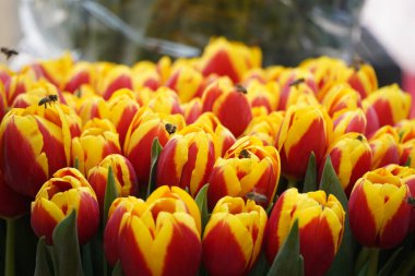 Almaty, Kazakistan - 06.03.2023: Tatilden önce farklı çiçek buketleri indirimde.