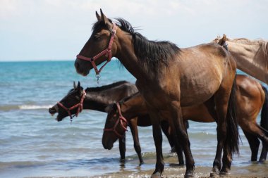 Atlar ve aygırlar sahilde yürür..