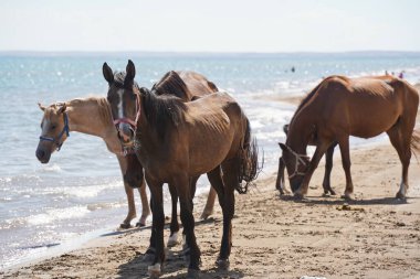 Atlar ve aygırlar sahilde yürür..