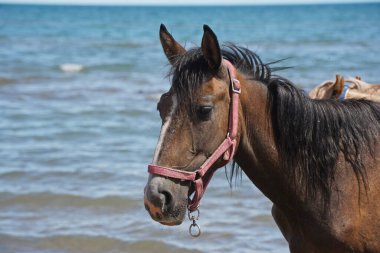 Sahilde atlar yürüyor..