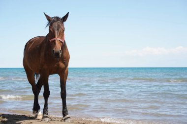 Sahilde atlar yürüyor..