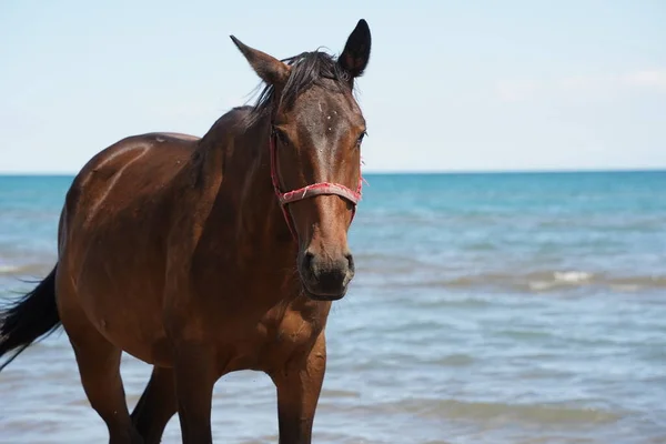 Horses Walk Beach Shore — Stock Photo, Image