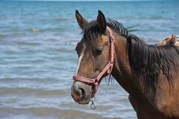 Horses Walk Beach Shore — Stock Photo, Image