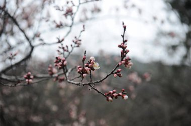 Şehir parkındaki bir ağacın dallarında pembe çiçek yaprakları açar..
