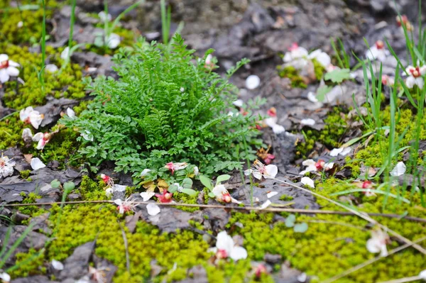 Rosafarbene Blütenblätter Auf Dem Boden Gras — Stockfoto