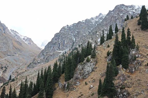 Catene Montuose Con Diversi Alberi Abeti Conifere — Foto Stock
