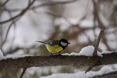 Parktaki bir dalda bir meme faresi oturuyor. Kış zamanı.