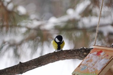 Parktaki bir dalda bir meme faresi oturuyor. Kış zamanı.